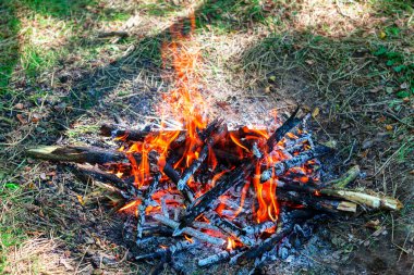 Ateşin içinde kömür. Ormanda şenlik ateşi 