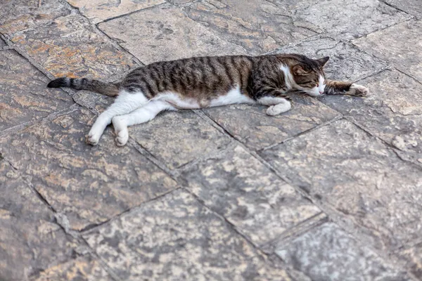 Gatto Pigro Dopo Cattura Topi Gatto Rilassato Che Dorme Sul — Foto Stock