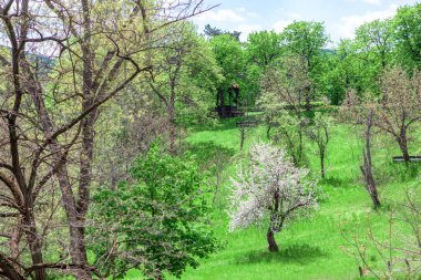 Baharda ekilmemiş bir bahçe. Yeşil çayır ve kiraz ağacı çiçek açtı. 