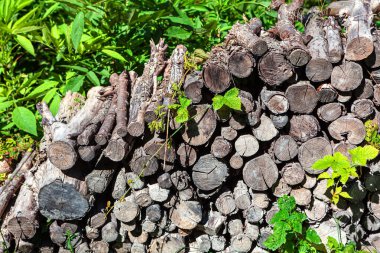 Ahşap kütükler yığılmış. Ormandaki odun yığını 