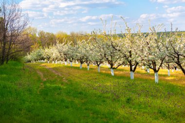 Elma ağaçları çiçek açtı. İlkbaharda çiçekli meyve ağaçları 