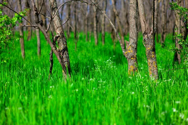 Świeża Trawa Drzewa Wiosennym Lesie Świeża Wiosna Natura — Zdjęcie stockowe