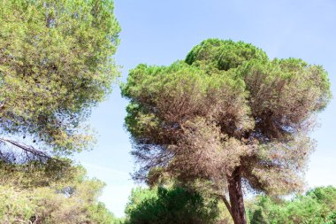 Tropikal ağaçlı yağmur ormanları. Bitmeyen yeşil ağaçları olan egzotik bir park.