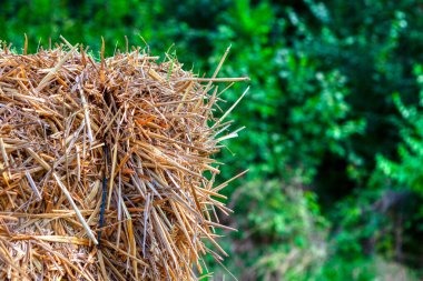 Beslenmek için saman. Çiftlik hayvanları için saman