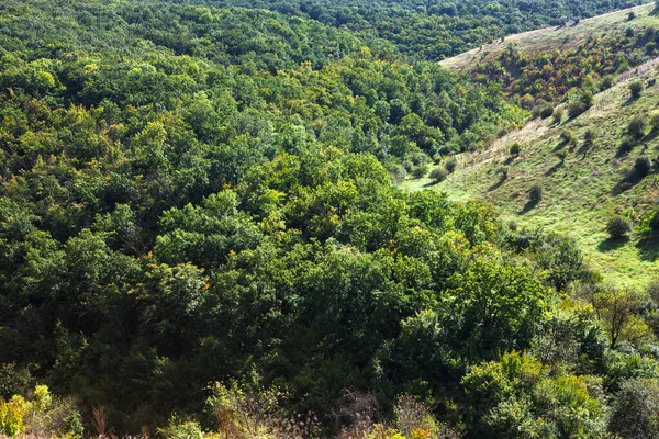Yuvarlanan Tepelerde Orman Büyüyor Yeşil Ormanlık Arazi Ile Manzara — Stok fotoğraf