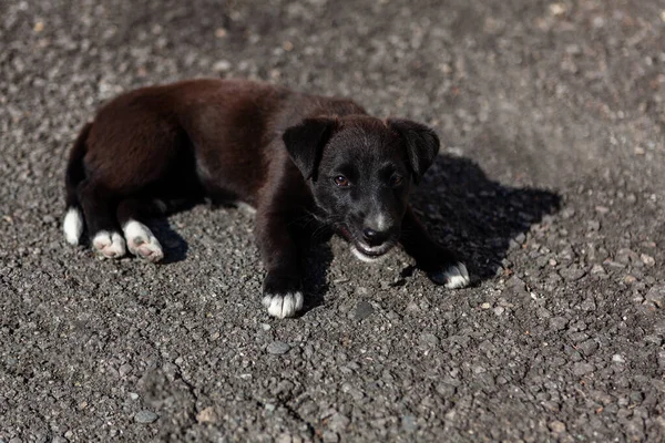 Cachorro Negro Pie Suelo Mascota Doméstica Mirando Cámara — Foto de Stock