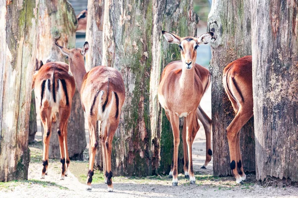 Impala Hábitats Naturales Aepyceros Melampus Reserva Caza Con Mamíferos Herbívoros — Foto de Stock