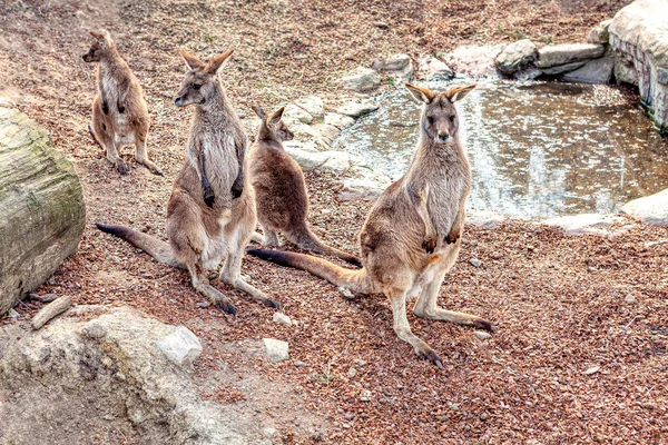 Kanguru Ailesi Makropus Rufogriseus Kırmızı Boyunlu Valabi — Stok fotoğraf