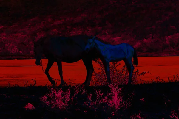 Paardensilhouetten Rood Abstracte Lichtjes Mare Veulen — Stockfoto