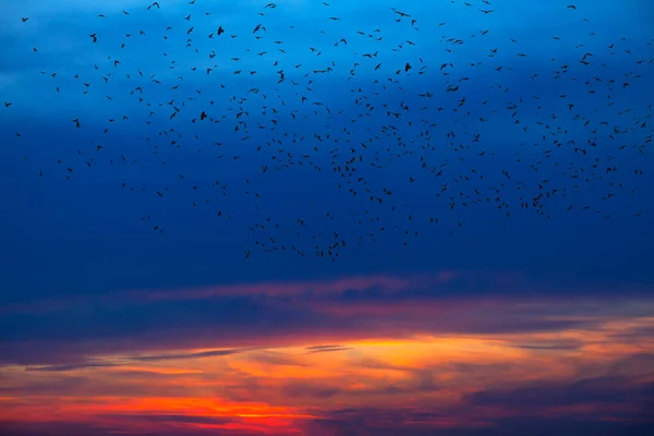 Een Schemerlucht Met Een Zwerm Vogels Kraaien Aan Avondhemel — Stockfoto