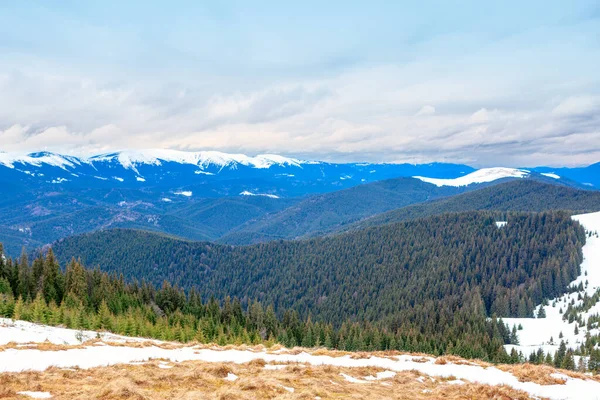 Karlı Dağ Kozalaklı Orman Kışın Karpat Dağlarının Manzarası — Stok fotoğraf