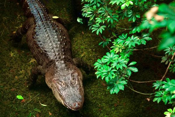 Alligator Américain Debout Dans Eau Tropicale Alligator — Photo