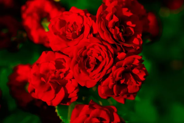 Κόκκινα Τριαντάφυλλα Απαλό Πράσινο Φόντο Σκάρλετ Λουλούδια Στον Κήπο Φρέσκο — Φωτογραφία Αρχείου