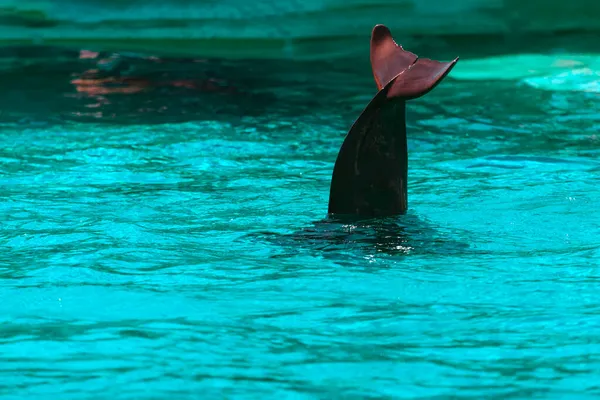 Fischschwanz Aus Dem Wasser Tauchender Delfin Mit Schwanz Nach Draußen — Stockfoto