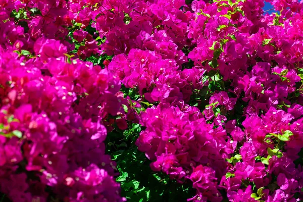 開花中のマゼンタの花 背景選択的焦点 春の花の低木 — ストック写真