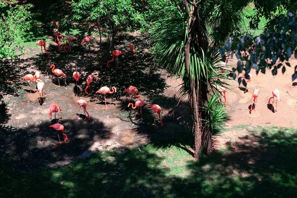 Тропический Парк Фламинго Экзотические Птицы Зеленом Парке — стоковое фото