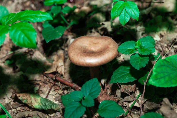 Grzyb Rosnący Zielonych Suchych Liściach Grzyby Jadalne Shiitake — Zdjęcie stockowe