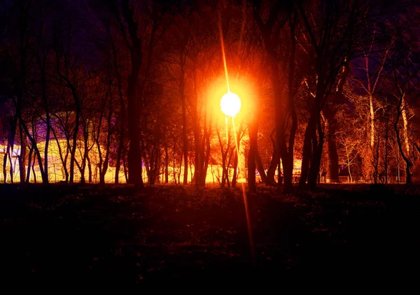 夜间公园的街灯照明 夜晚的树木剪影 — 图库照片