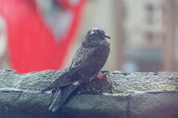 Птах Мокрий Під Дощем Голуб Місті — стокове фото