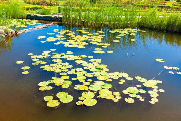 Water Lilies Park Pond Green Leaves Water Surface — Stock Photo, Image