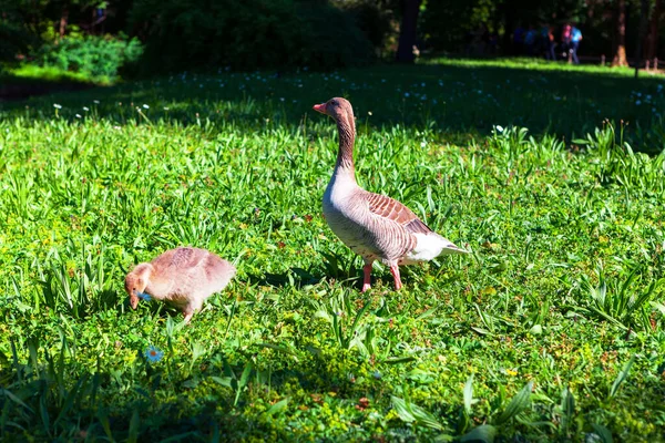 ガチョウや都市公園内の芝生の上でうがい 野鳥の母親と赤ちゃん — ストック写真