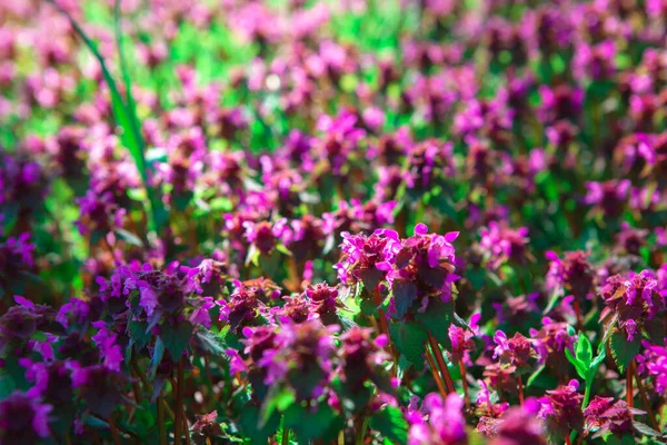 Цветы Дикие Фон Яркие Цвета Весенние Цветы Цвету — стоковое фото