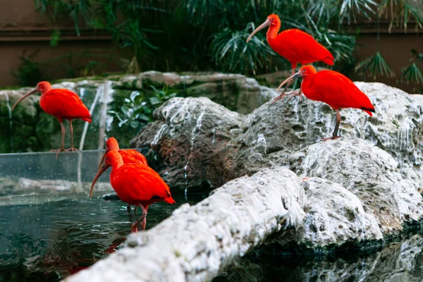 Ред Ибис Обитает Экзотические Птицы Стоят Камнях — стоковое фото