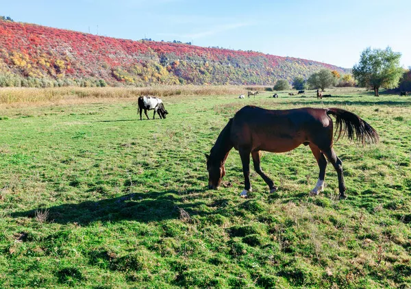 Pâturages Avec Des Animaux Domestiques Chevaux Vaches Dans Prairie Terres — Photo