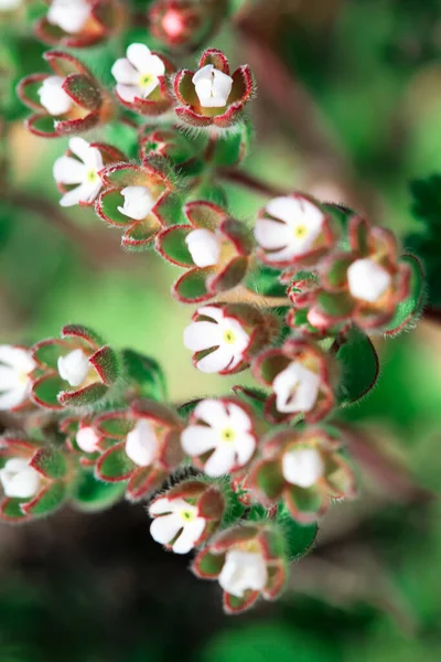 Yeşil Arka Planda Küçük Çiçekler Baharda Yabani Çiçekler — Stok fotoğraf