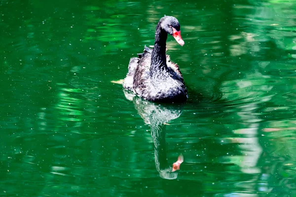 Schwarzer Schwan Auf Dem Wasser Vogel Schwimmt Auf Dem See — Stockfoto
