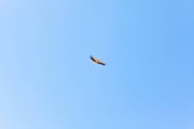 Leylek gökyüzünde yüksekten uçuyor. Mavi gökyüzünde kanatları açık bir kuş 