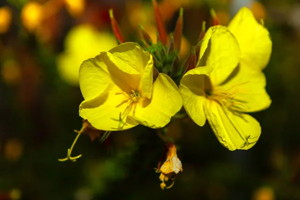 피운다 꽃피는 — 스톡 사진