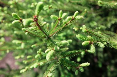 Çam dalı seçici odaklanma. Kozalaklı yeşil dallar 