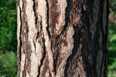 Gövdede desenli çam ağacı kabuğu 
