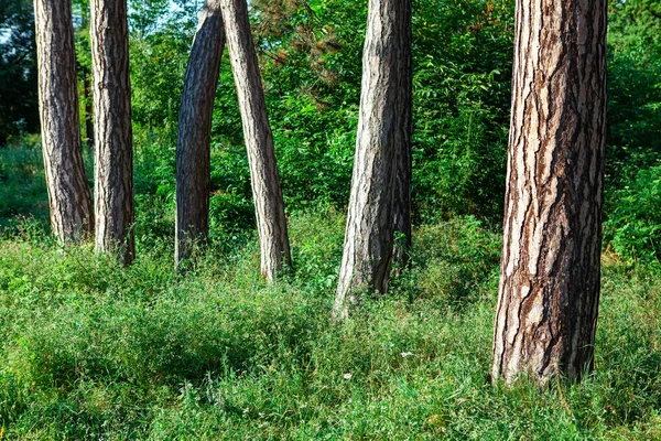 Troncos Coníferas Pinheiros Floresta — Fotografia de Stock
