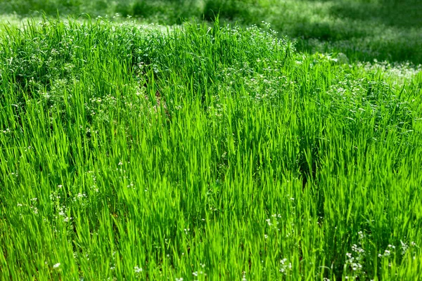 Natural Background Green Grass Grassland Spring — Stock Photo, Image