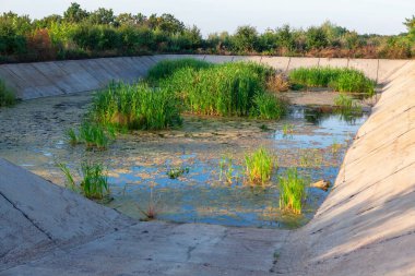 Kurumuş yapay göl. Sulama göleti. Bataklıkta yeşil kamış