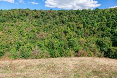 Tepede büyüyen orman. Yazın yeşil ağaçlar 