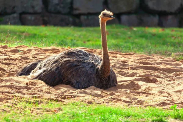 South African Ostrich Standing Sand Largest Living Bird Species — Stock Photo, Image