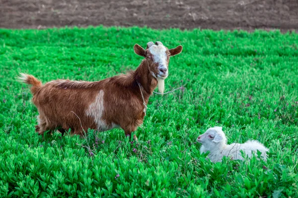 Mother Goat Lamb Green Grass Domestic Animals Pasture — Stock Photo, Image