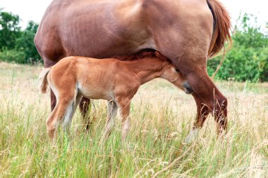 Çayır üzerinde kahverengi kısrakla birlikte. Anne at bakımı