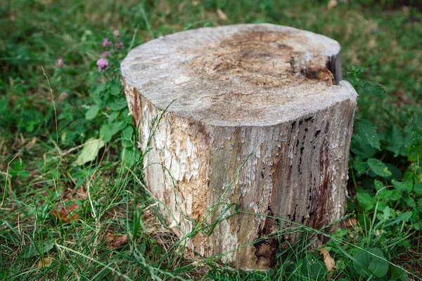 Stumpf Aus Altem Baum Und Gras — Stockfoto