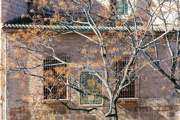 老城区的秋天树枝 热带树木和古老建筑 — 图库照片