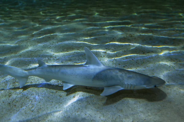 Raubfische Grund Des Ozeans Schaufelkopfhai — Stockfoto
