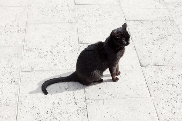 Gatto Nero Piedi Sulla Superficie Bianca Gatto Randagio Sul Marciapiede — Foto Stock