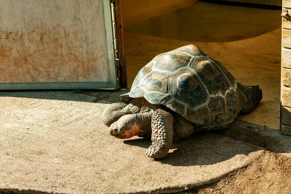 Τερτλ Μπαίνει Από Την Πόρτα Τεράστια Χελώνα Aldabra — Φωτογραφία Αρχείου