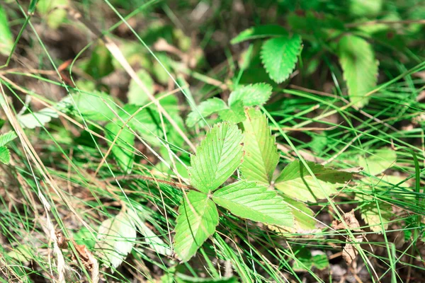 Erdbeeren Grüne Blätter Und Gras Sommer — Stockfoto