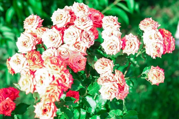 Rosas Verde Crescer Flores Rosa Jardim — Fotografia de Stock