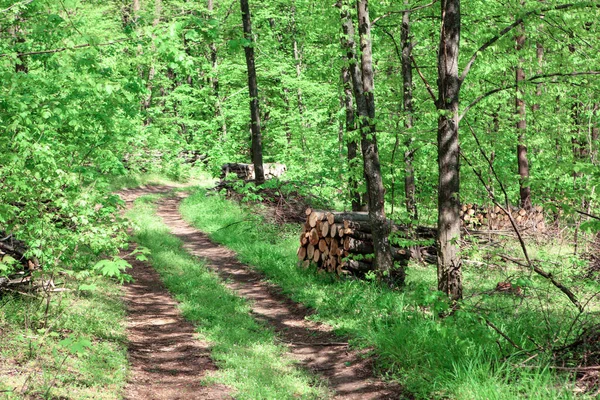 Voorjaarsbos Houtblokken Het Bos Wandelpad Het Bos — Stockfoto