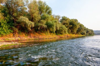 Sahilde büyüyen ağaçlar. Akan su yüzeyi. Riverside Ormanı 